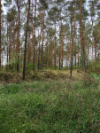 Miesca pamięci